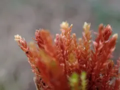Pale Thread-moss thumbnail 1