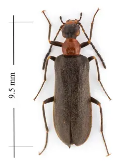 Nematoplus collaris thumbnail 2
