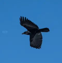 Fish Crow thumbnail 2