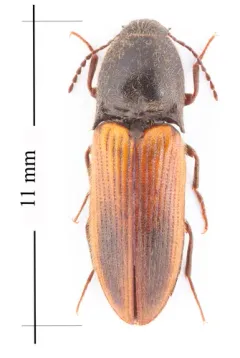 Evan's Click Beetle thumbnail 2