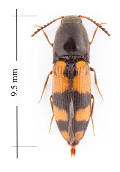 Megapenthes rogersi thumbnail 1