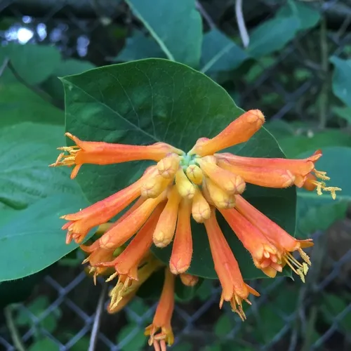 orange honeysuckle