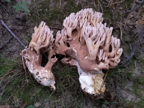 Ramaria fumigata