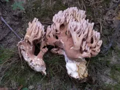 Ramaria fumigata thumbnail 1