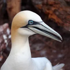 Northern Gannet thumbnail 2