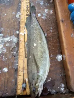 Spotted Hake thumbnail 2