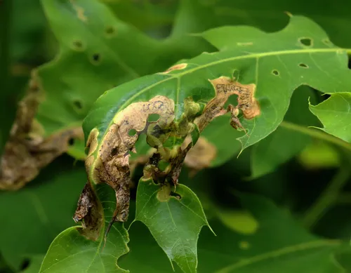 Oak Shothole Leafminer