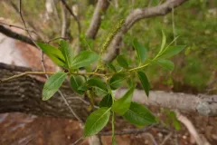 Laurel willow thumbnail 3