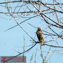 Palm Warbler thumbnail 4