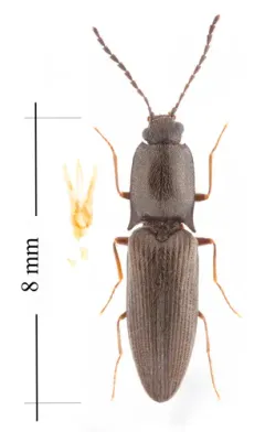 Corymbitodes elongaticollis thumbnail 4
