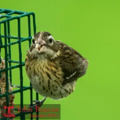 Rose-breasted Grosbeak thumbnail 3