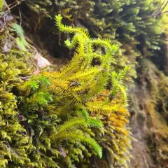 Chinese clubmoss thumbnail 3