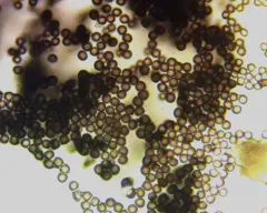 Diderma evelinae thumbnail 1