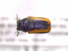 Coleothorpa vittigera thumbnail 3