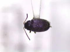 Tuber Flea Beetle thumbnail 2