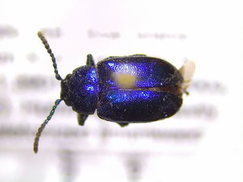 Gastrophysa dissimilis