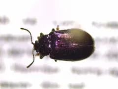 Phratora purpurea thumbnail 3