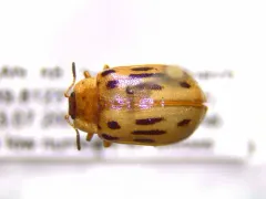 Chrysomela lineatopunctata thumbnail 1