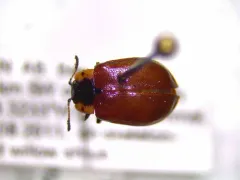 Chrysomela schaefferi thumbnail 3