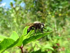 Laphria champlainii thumbnail 3