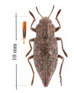 Dicerca lugubris thumbnail 2