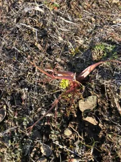 Salmonflower Biscuitroot thumbnail 2