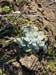 Purple Cudweed thumbnail 4