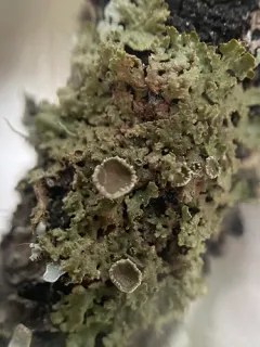 Melanohalea trabeculata thumbnail 3