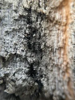 Caliciopsis calicioides thumbnail 3