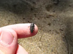 Buprestis maculipennis thumbnail 2
