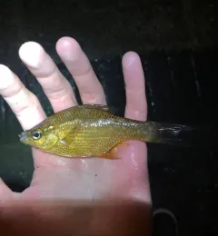 Kelp Surfperch thumbnail 4