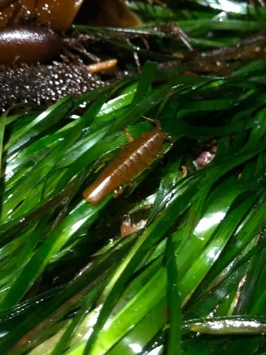 Seaweed Isopod