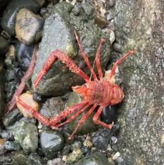 Four-Spined Squat Lobster thumbnail 1