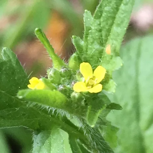 Hedge mustard
