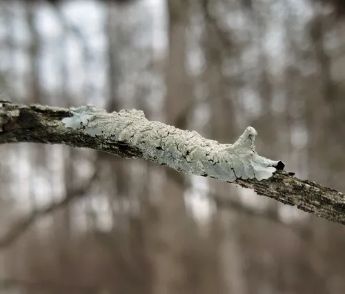 Texas Shield Lichen
