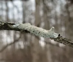 Texas Shield Lichen thumbnail 1