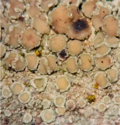 Mealy Rim-lichen thumbnail 2
