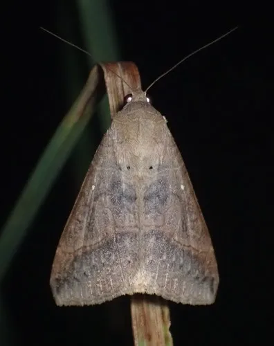 Small Mocis Moth