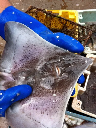 Barndoor Skate