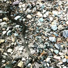 Northwestern Garter Snake thumbnail 2