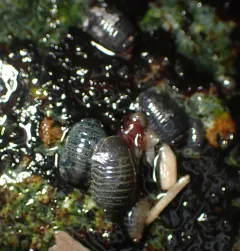 Oregon pillbug thumbnail 1