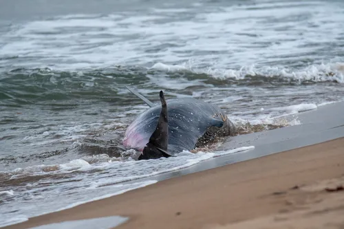 Pygmy Sperm Whale