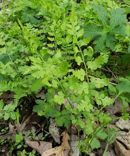lowland brittle fern