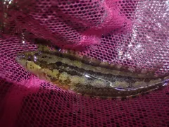 Striped Kelpfish thumbnail 2