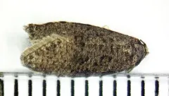 Flax Tortrix thumbnail 2