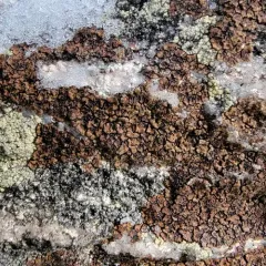 brown cobblestone lichen thumbnail 4