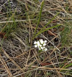 Nuttall's Rockcress thumbnail 2