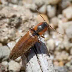 Collared Click Beetle thumbnail 3