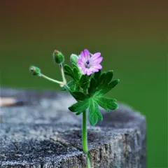 Dove's-foot crane's-bill thumbnail 4