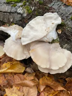 Tyromyces fumidiceps thumbnail 4